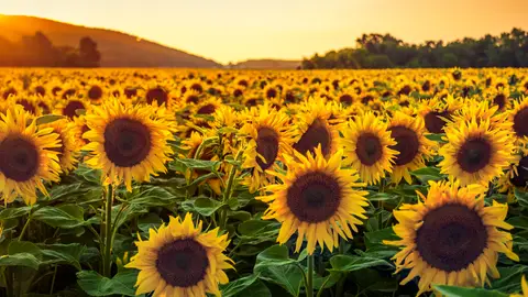 Campos de girasoles Campos de girasoles
