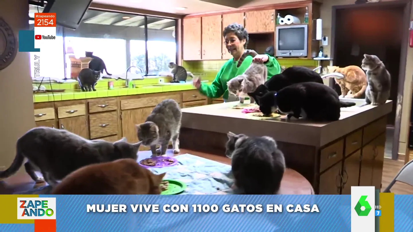 Una mujer vive con mas de mil gatos Una mujer vive con mas de mil gatos