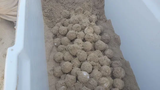 Una tortuga boba deposita 131 huevos en una playa de Alicante Una tortuga boba deposita 131 huevos en una playa de Alicante