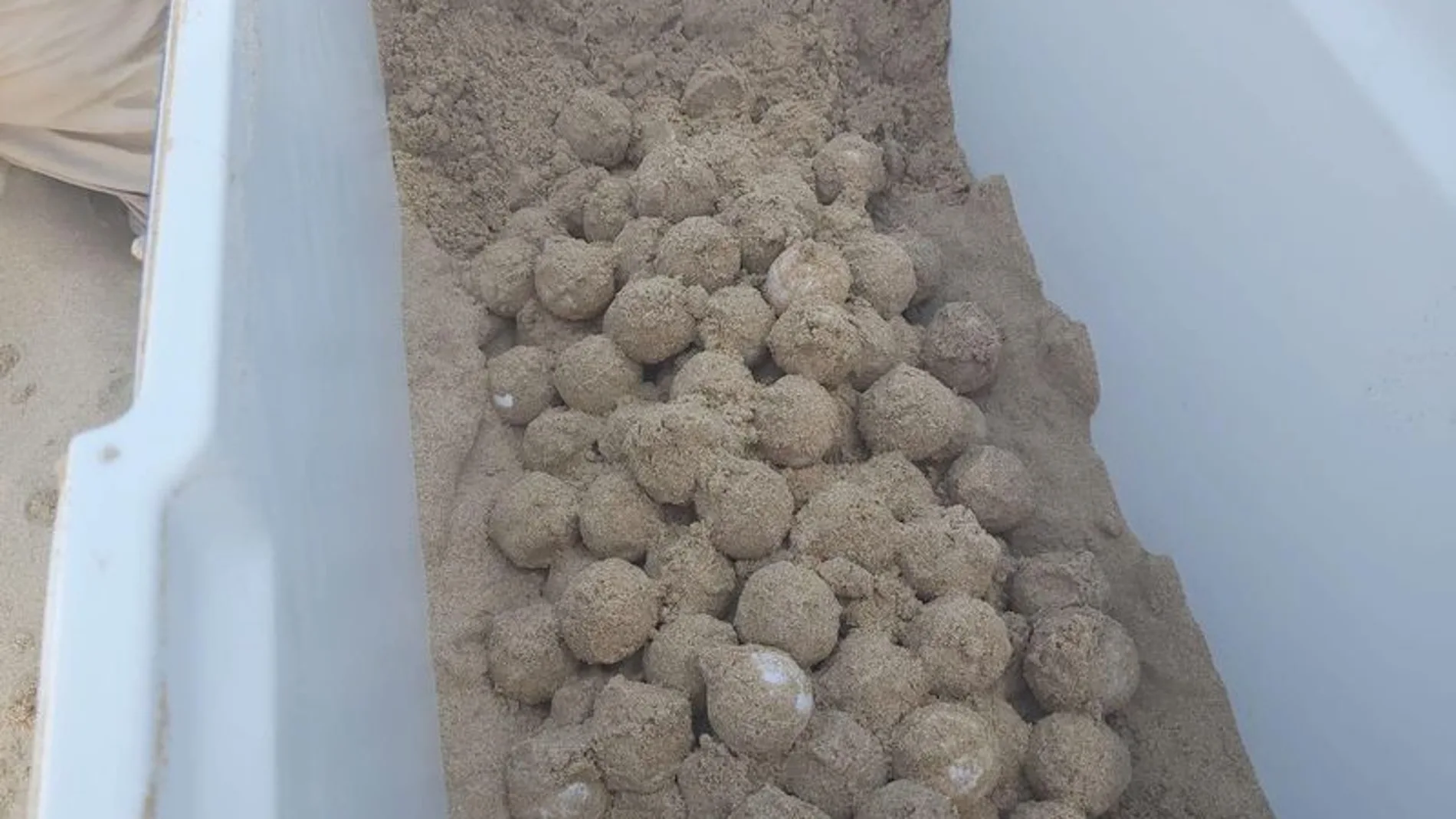 Una tortuga boba deposita 131 huevos en una playa de Alicante
