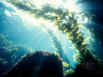 Algas marinas Algas marinas