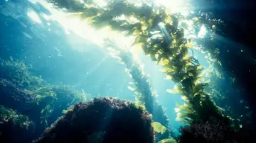 Algas marinas Algas marinas