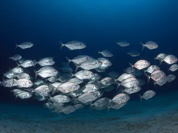 Banco de peces Banco de peces
