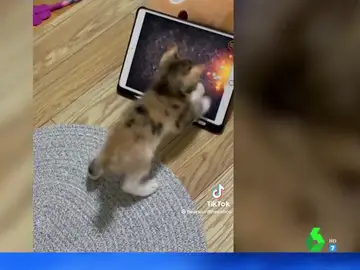 Gato jugando con una tablet