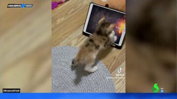 Gato jugando con una tablet