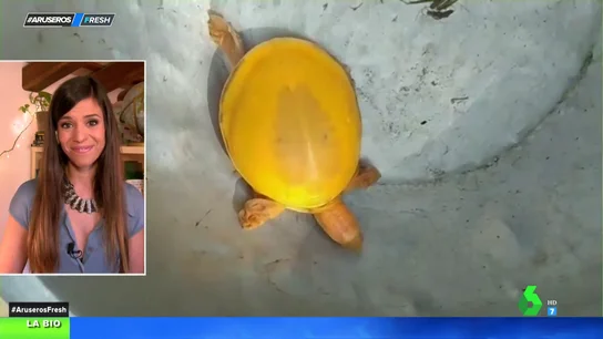 Tortuga amarilla en la India Tortuga amarilla en la India