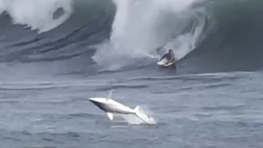 Un tiburón sorprende a un surfista durante una competición en Hawai Un tiburón sorprende a un surfista durante una competición en Hawai