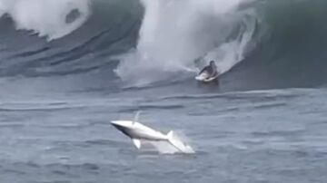 Un tiburón sorprende a un surfista durante una competición en Hawai