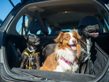 ¿Sabes cómo viajar con tu mascota de un modo seguro en coche? ¿Sabes cómo viajar con tu mascota de un modo seguro en coche?