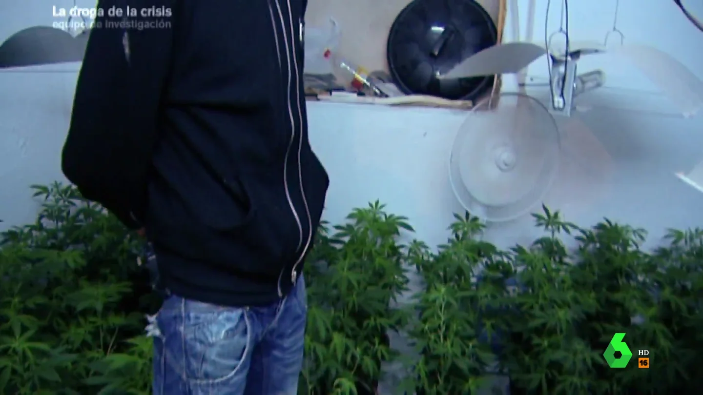 Cultivador de marihuana Cultivador de marihuana