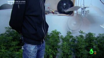 Cultivador de marihuana