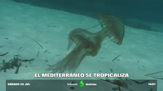 El mar mediterráneo está más caliente que nunca: su temperatura ha subido seis grados e iguala a la del Caribe El mar mediterráneo está más caliente que nunca: su temperatura ha subido seis grados e iguala a la del Caribe