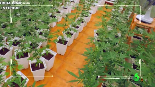 Plantación de marihuana Plantación de marihuana
