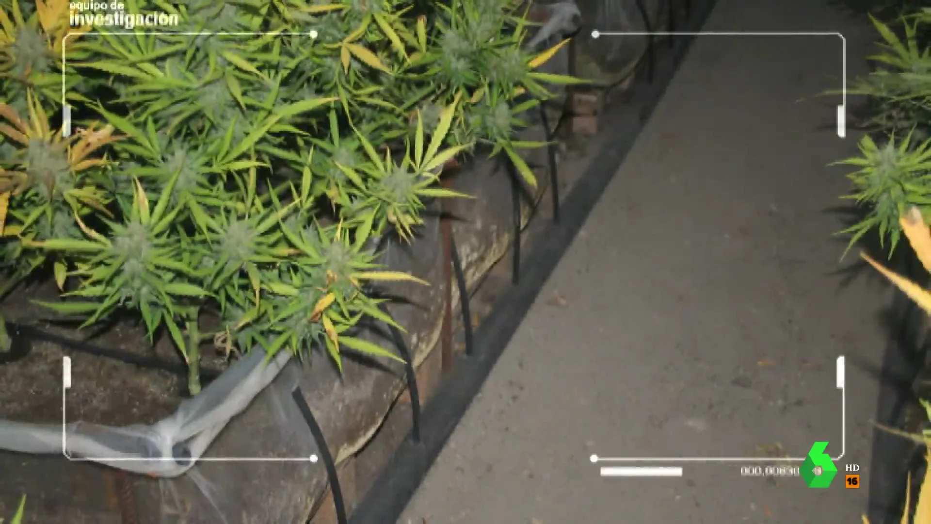 Plantas de marihuana