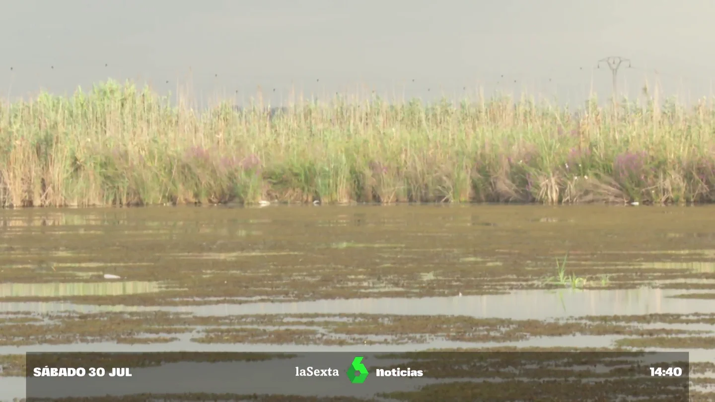 Vuelve la naja marina a la Albufera: la flor subacuática que frena la erosión y mejora la calidad del agua Vuelve la naja marina a la Albufera: la flor subacuática que frena la erosión y mejora la calidad del agua