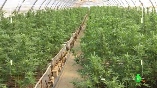 Plantación de marihuana en Murcia Plantación de marihuana en Murcia