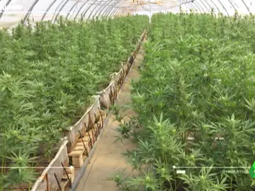 Plantación de marihuana en Murcia