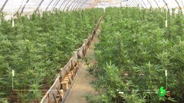 Plantación de marihuana en Murcia