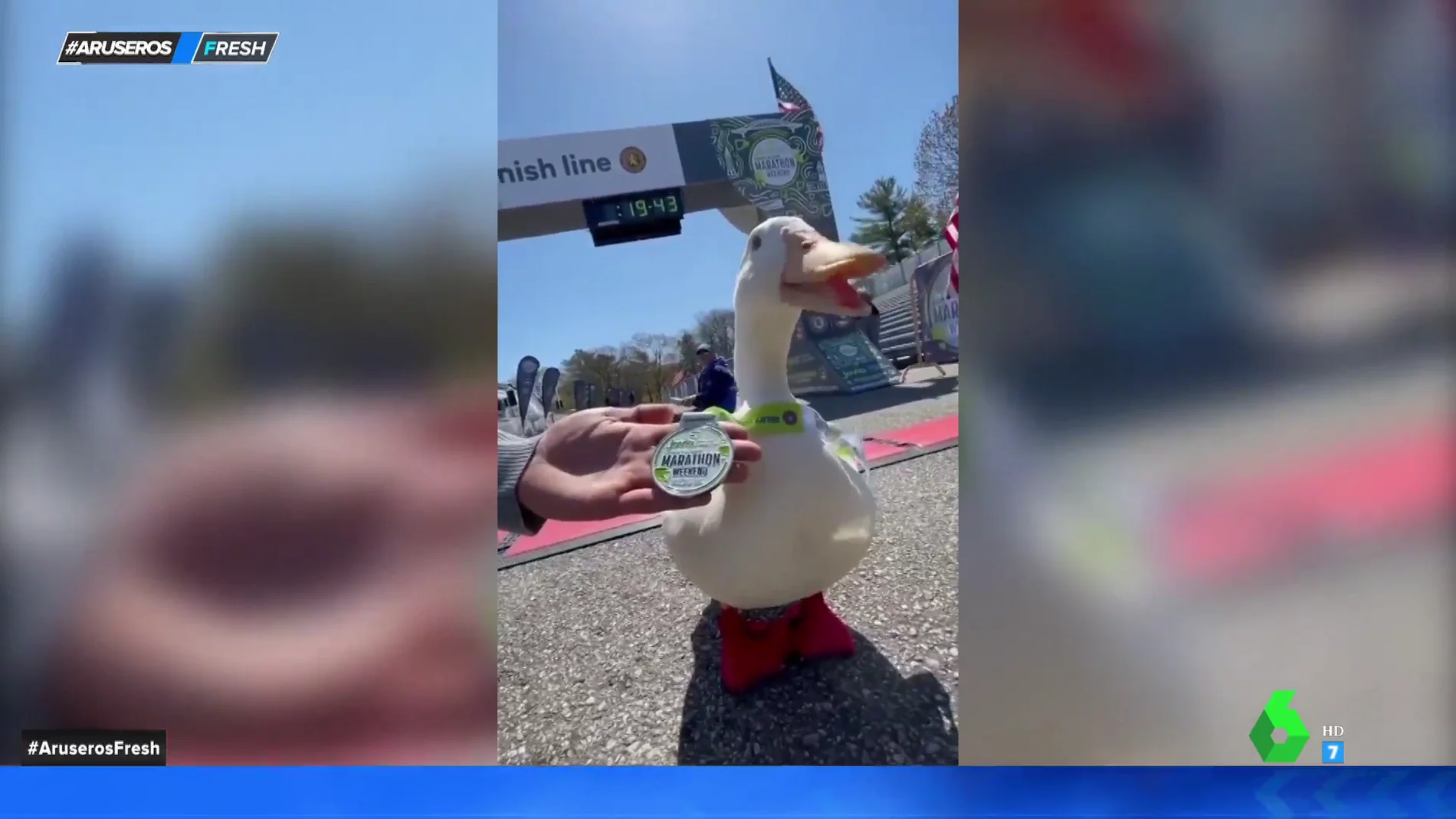 Pato gana una medalla en un maratón