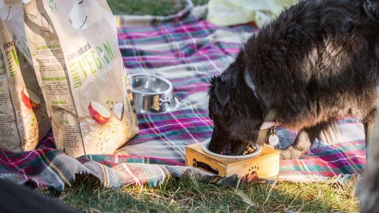 Un perro come en un campo Un perro come en un campo
