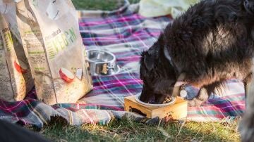 Un perro come en un campo