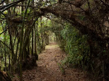 El Chocó Andino, un destino para quienes practican el ecoturismo El Chocó Andino, un destino para quienes practican el ecoturismo
