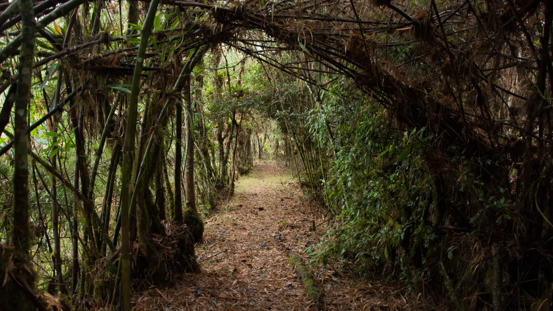 El Chocó Andino, un destino para quienes practican el ecoturismo