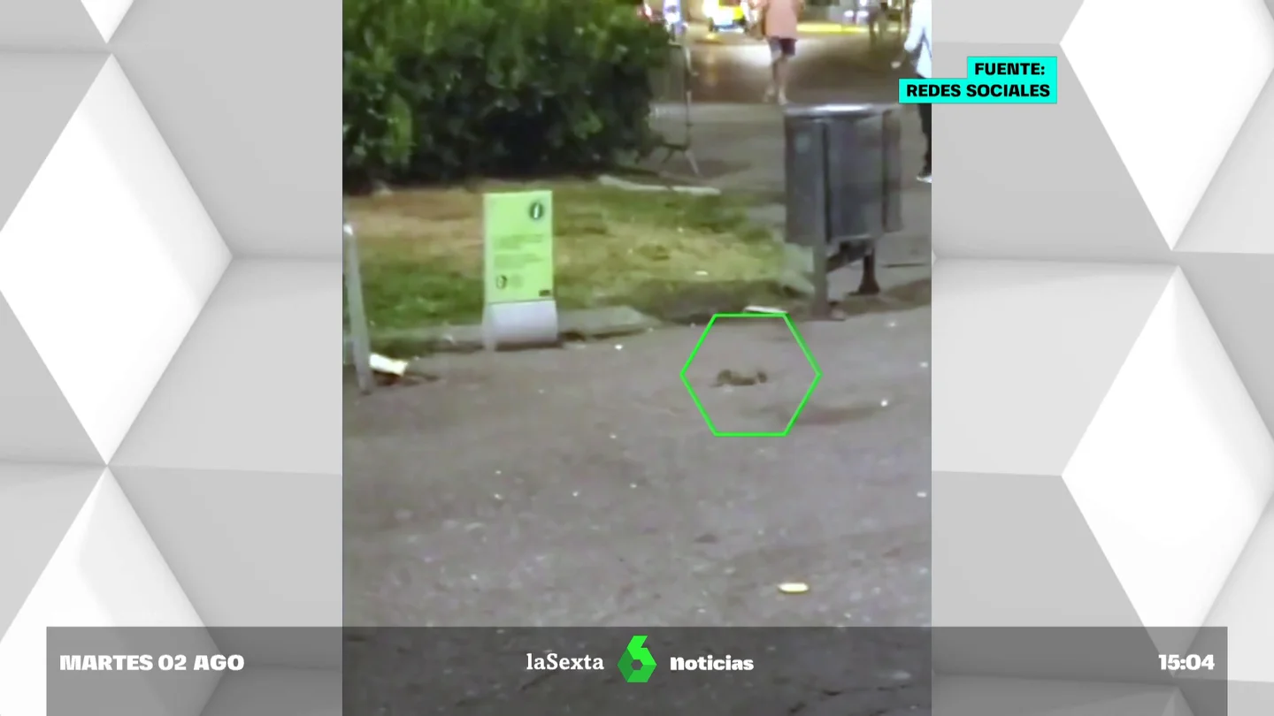 Ratas en la ciudad: el calor y la basura atraen a los roedores en calles de Barcelona y Madrid Ratas en la ciudad: el calor y la basura atraen a los roedores en calles de Barcelona y Madrid