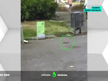 Ratas en la ciudad: el calor y la basura atraen a los roedores en calles de Barcelona y Madrid