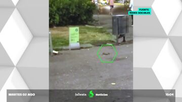 Ratas en la ciudad: el calor y la basura atraen a los roedores en calles de Barcelona y Madrid