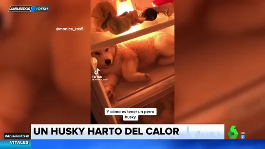 Husky en la nevera Husky en la nevera