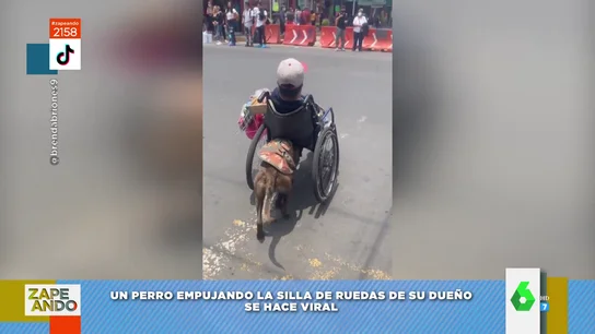 perro perro
