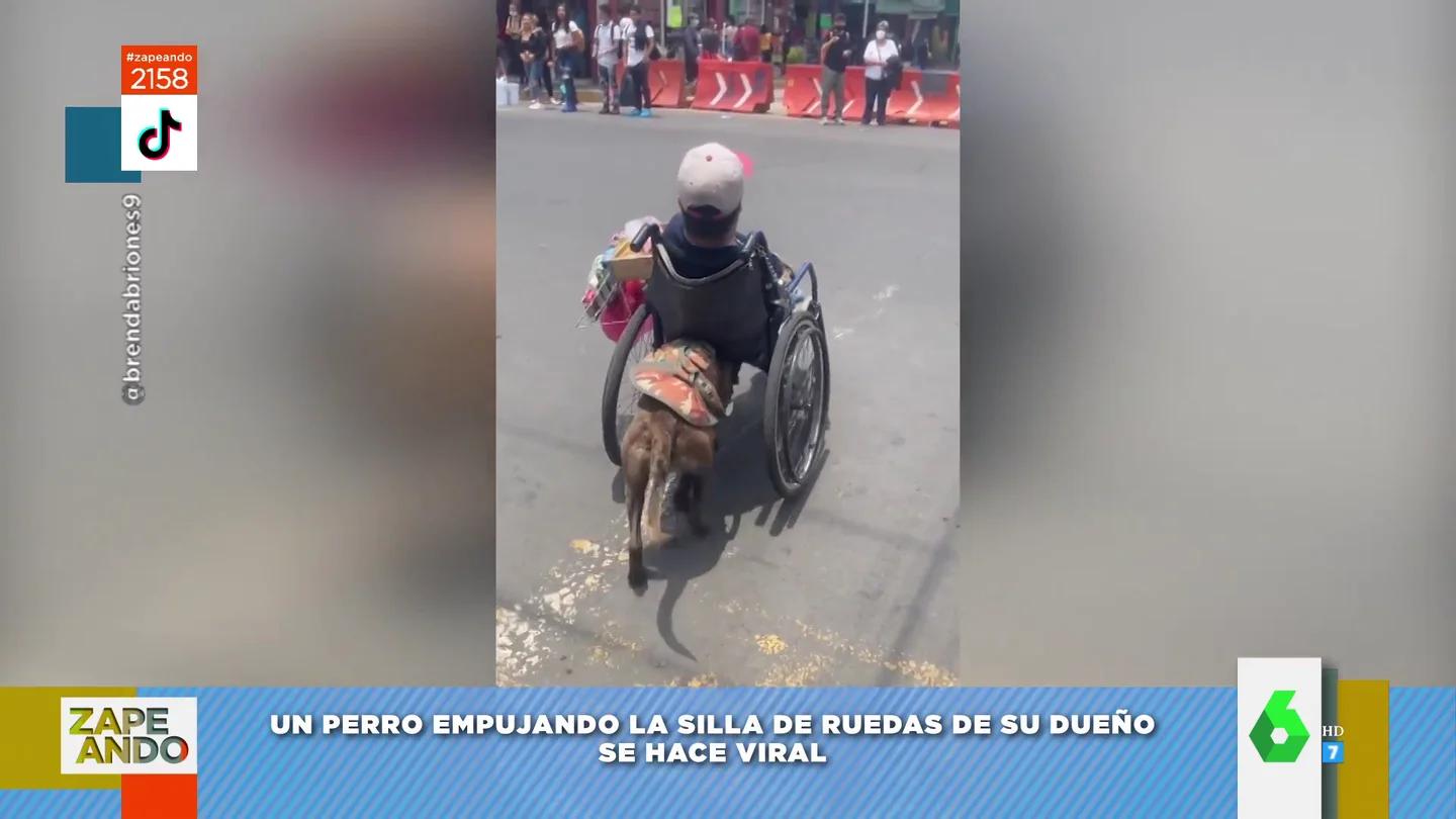 perro perro