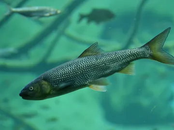 Cuando los peces invasores son autoctonos Cuando los peces invasores son autoctonos