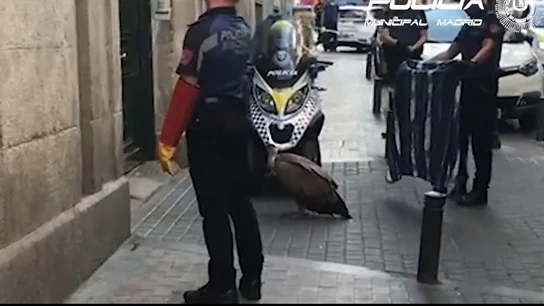 Así ha sido el rescate de un buitre desorientado y agotado en pleno centro de Madrid En libertad sin cargos