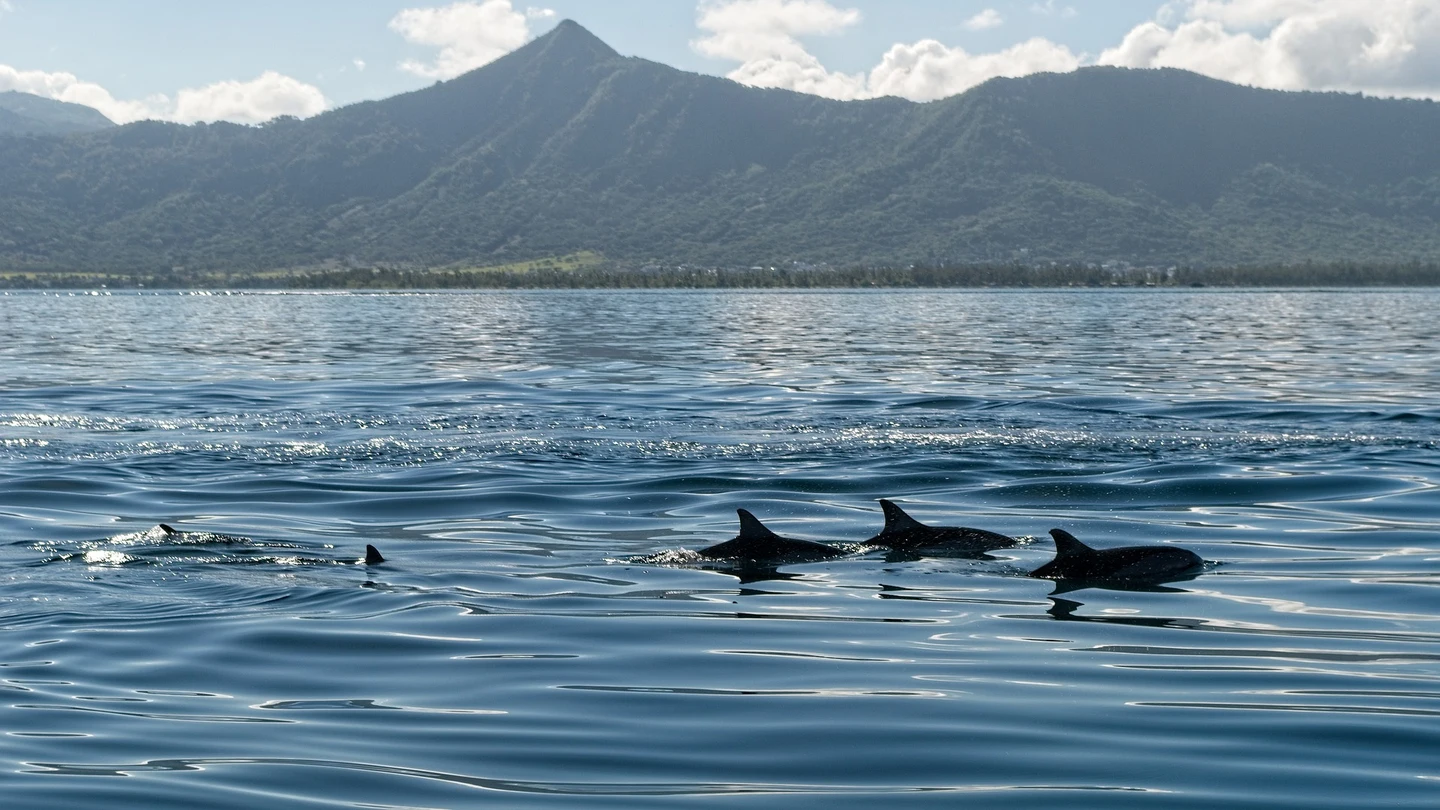 Delfines en libertad Delfines en libertad
