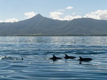 Delfines en libertad Delfines en libertad