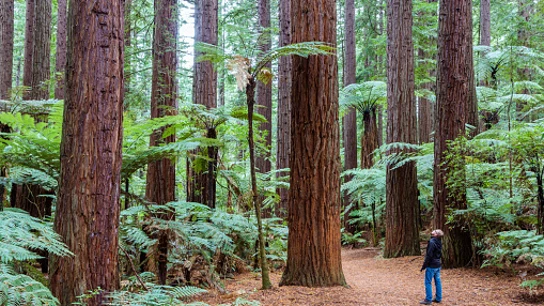 Por qué no puedes visitar el árbol vivo más alto del mundo (y si lo haces, tendrás que pagar 5.000$ de multa) Por qué no puedes visitar el árbol vivo más alto del mundo (y si lo haces, tendrás que pagar 5.000$ de multa)