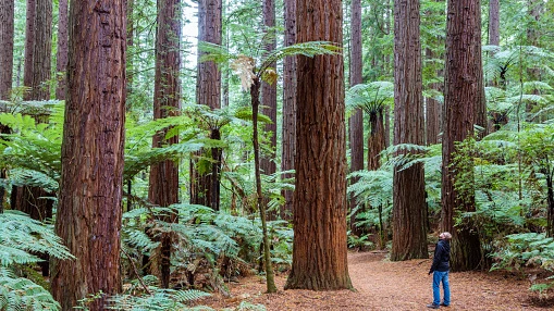 Por qué no puedes visitar el árbol vivo más alto del mundo (y si lo haces, tendrás que pagar 5.000$ de multa) 