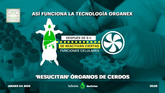cerdos