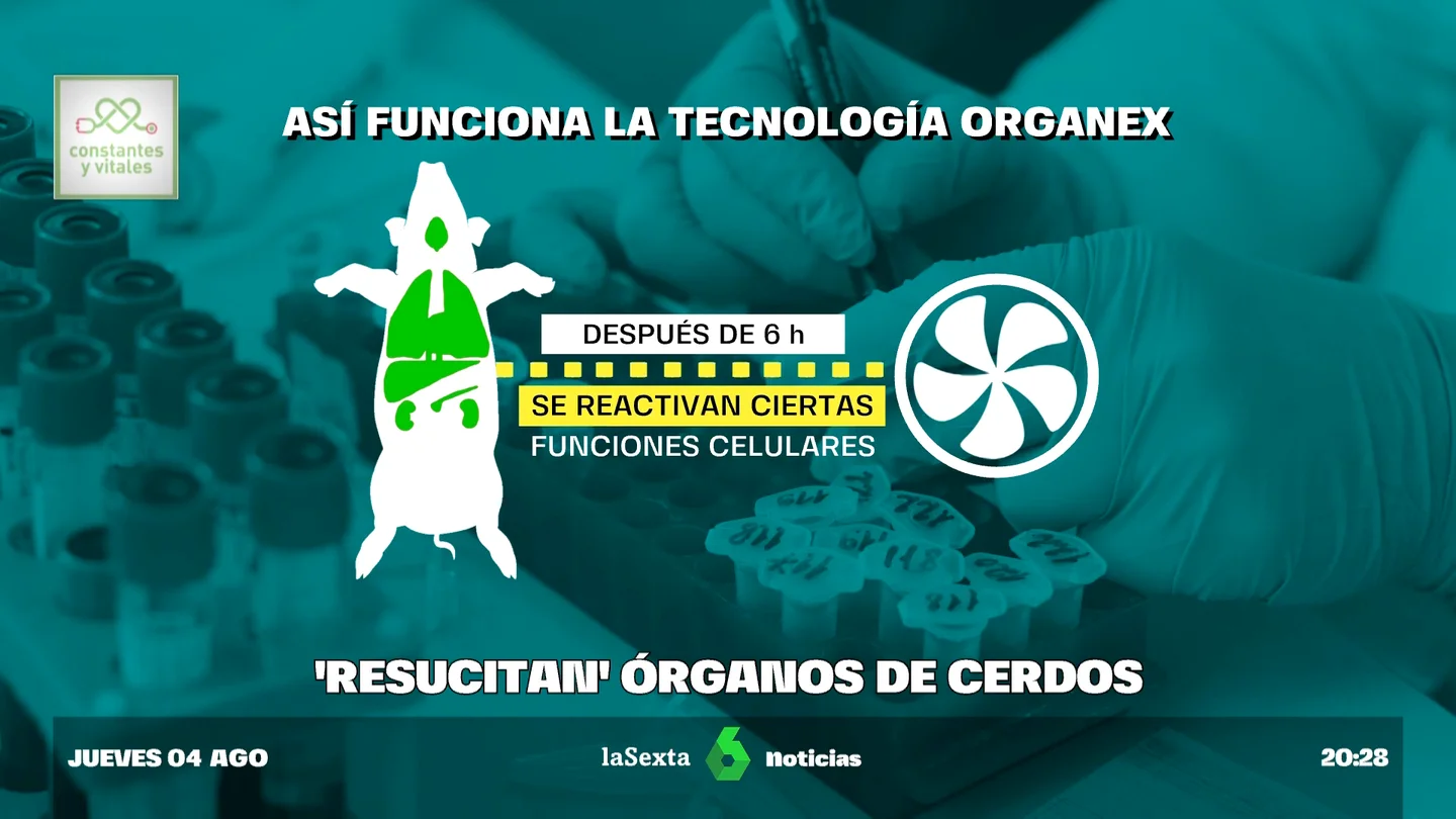 cerdos cerdos