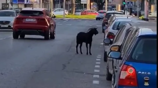 Una cabra se paseo por Cartagena y rompe el cristal de una joyería Una cabra se paseo por Cartagena y rompe el cristal de una joyería