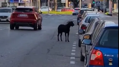 Una cabra se paseo por Cartagena y rompe el cristal de una joyería