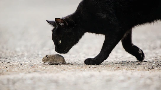 Polonia declara a los gatos “especie invasora” Polonia declara a los gatos “especie invasora”