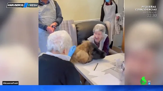 La alegría de estos ancianos cuando llegan los perros de terapia La alegría de estos ancianos cuando llegan los perros de terapia