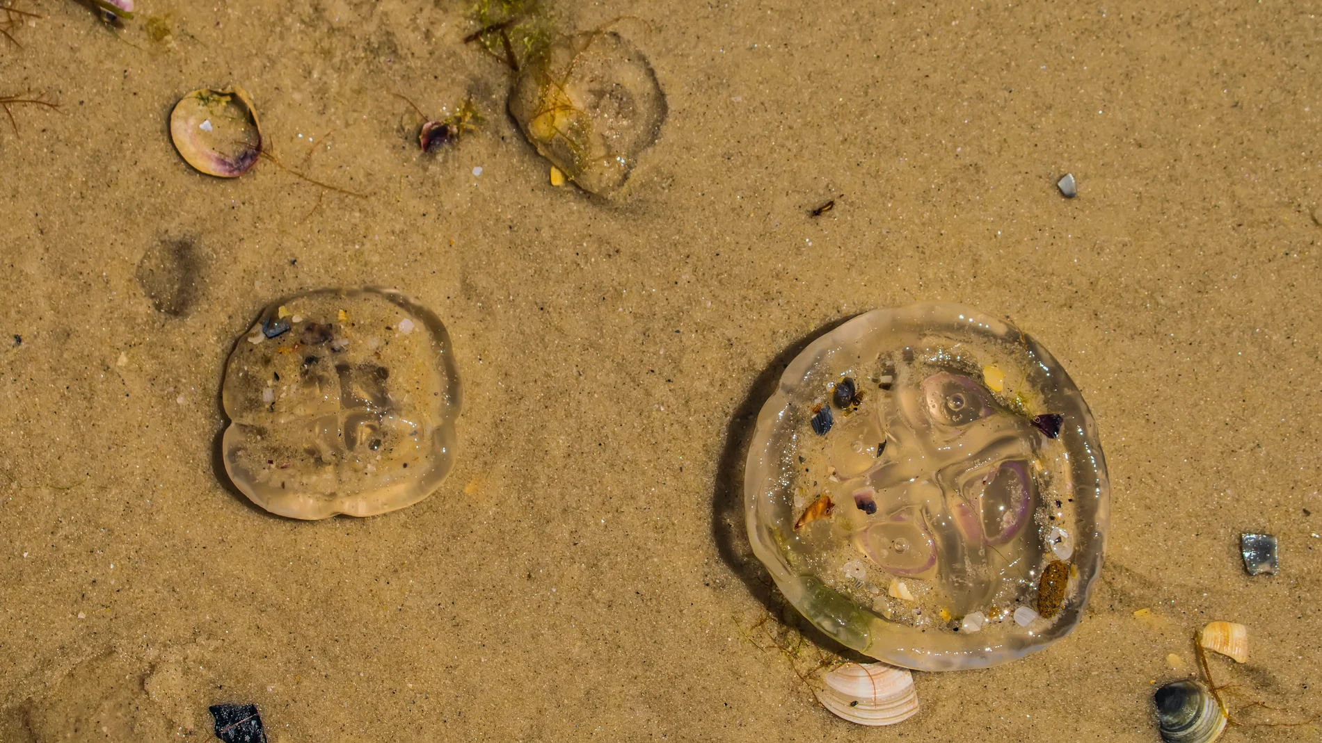 Cortes de digestión, orinar sobre picaduras de medusas...: ¿remedios efectivos o mitos veraniegos?