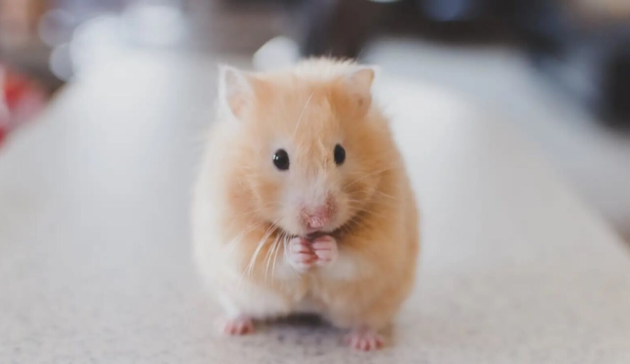 rat&oacute;n
