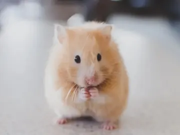 ratón ratón