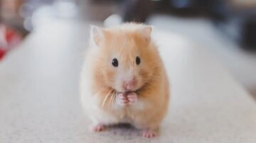 rat&oacute;n