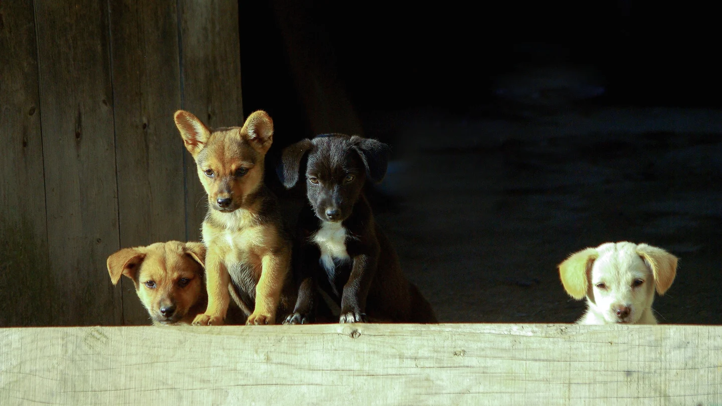 Cuatro perritos, en una foto de archivo. Cuatro perritos, en una foto de archivo.